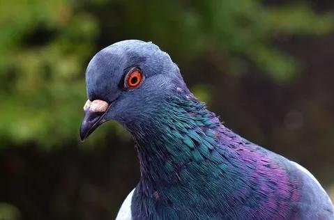 Imagem da matéria: Falso abatedouro em São Gonçalo-RJ vendia pombo como se fosse galeto